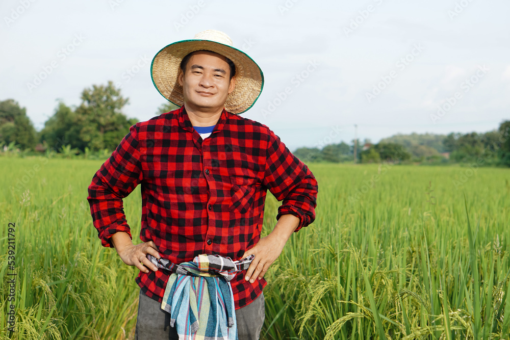 Asian man farmer is at paddy field, wears hat, red plaid shirt, puts hands on hips, feels confident. Concept : Agriculture occupation. Working with nature. Organic farming. 