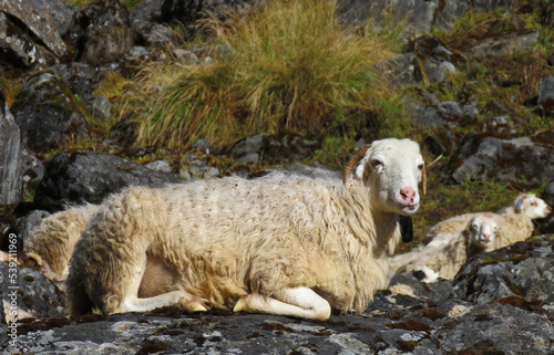 The Merino is a breed or group of breeds of domestic sheep, characterised by very fine soft wool.