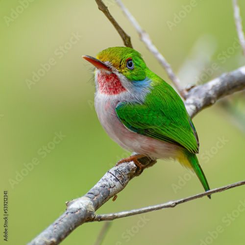 Cuban tody