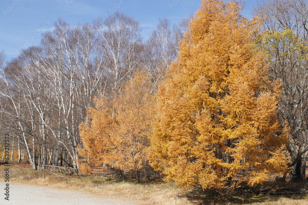 Fototapeta premium 日本の紅葉