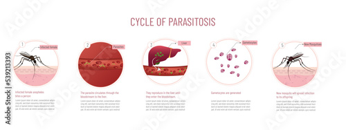 Infographic of the parasitosis cycle,
five steps of the process on white background.
