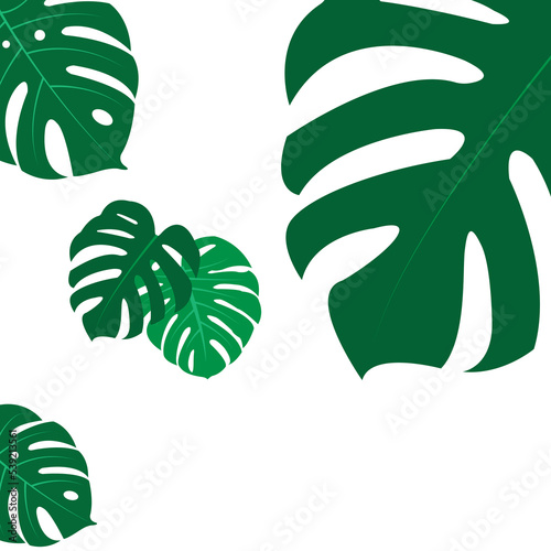The design is trendy and exotic for the leaf monstera green of nature in the summer botanical jungle for the banner background, decoration, frame, and for illustration.