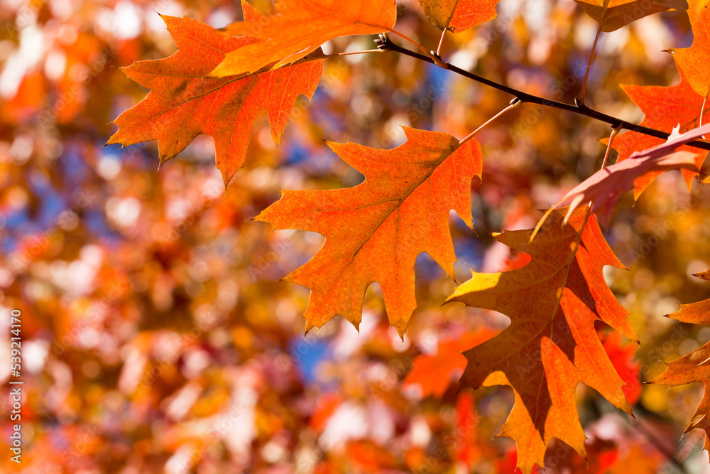 Autumn leaves. Colorful foliage in the park. Fall season concept. maple leaves with blurry blue background. Autumn leaves. Colorful foliage in the park. Fall season concept. maple leaves with blurry blue background.