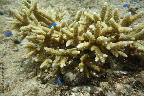 鳩間島のサンゴ礁