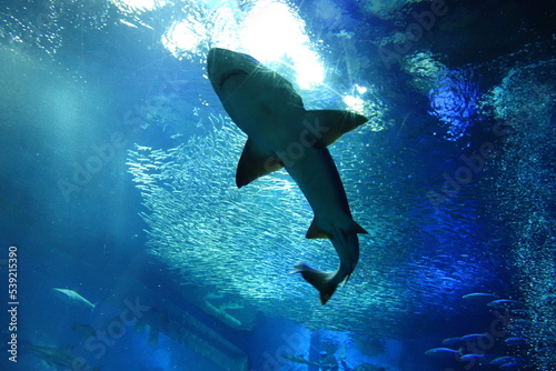 空を舞うサメ © 大祐 砂川
