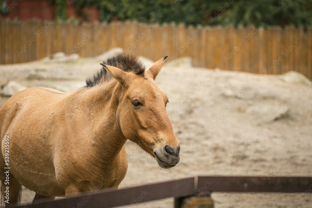 Fototapeta premium Beautiful horse in the pasture. Horses in a paddock at the farm