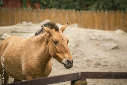 Beautiful horse in the pasture. Horses in a paddock at the farm