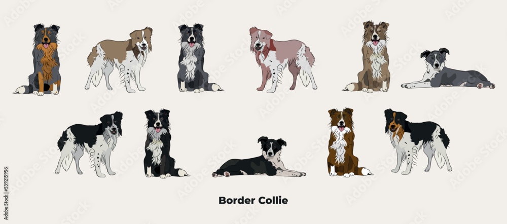 Border Collie drawing. Cute dog characters in various poses, designs for prints adorable and cute cartoon vector sets, in different poses. All popular colors. Collie collection, black and white. - obrazy, fototapety, plakaty 