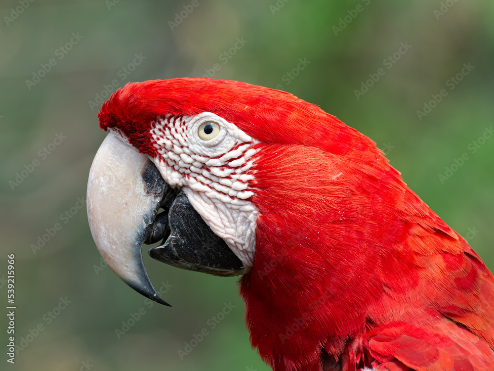 Guacamayo rojo Guacamayo rojo