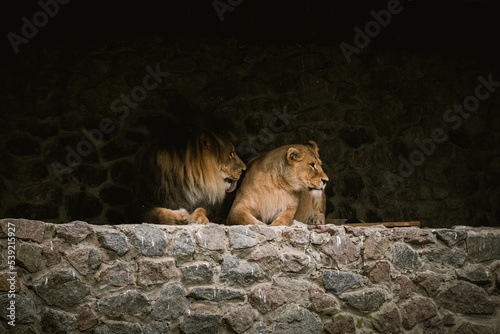 Canvas Print Big lion with her lioness having a rest in a zoo