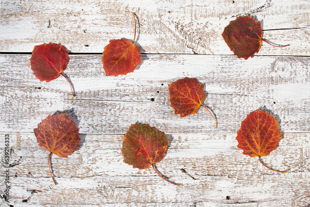 Fototapeta premium eski i liście 2 background