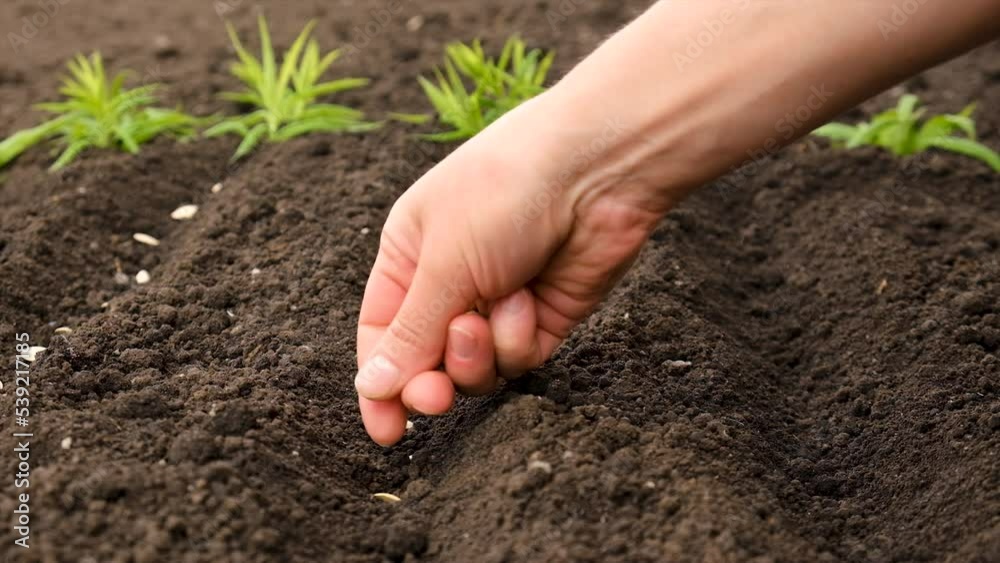 A woman sows seeds in the garden. Selective focus. A woman sows seeds in the garden. Selective focus.