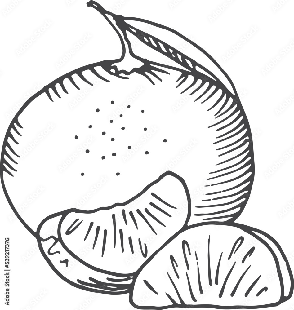 Tangerine sketch. Sweet citrus. Fresh ripe fruit Tangerine sketch. Sweet citrus. Fresh ripe fruit