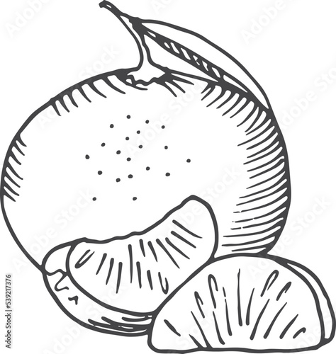 Tangerine sketch. Sweet citrus. Fresh ripe fruit