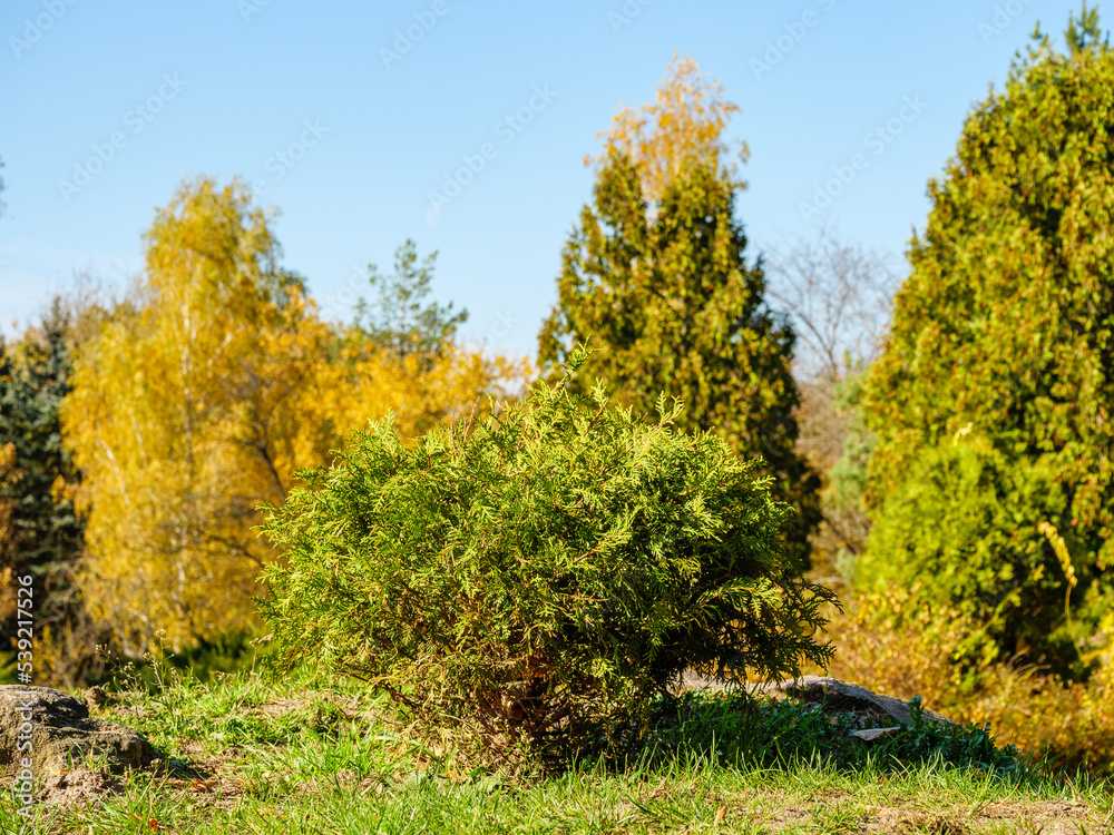 Small ball-shaped thuja with park in the background Small ball-shaped thuja with park in the background