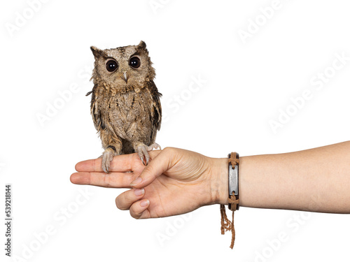 Cute brown Indian Scops owl aka Otus bakkamoena, sitting on human hand. Looking towards camera. Isolated on a white background. Ears down. photo