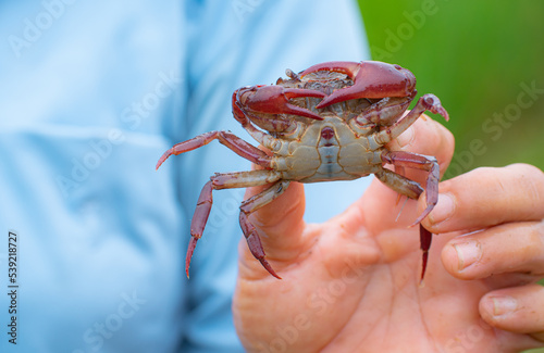 A large crab was held in th...