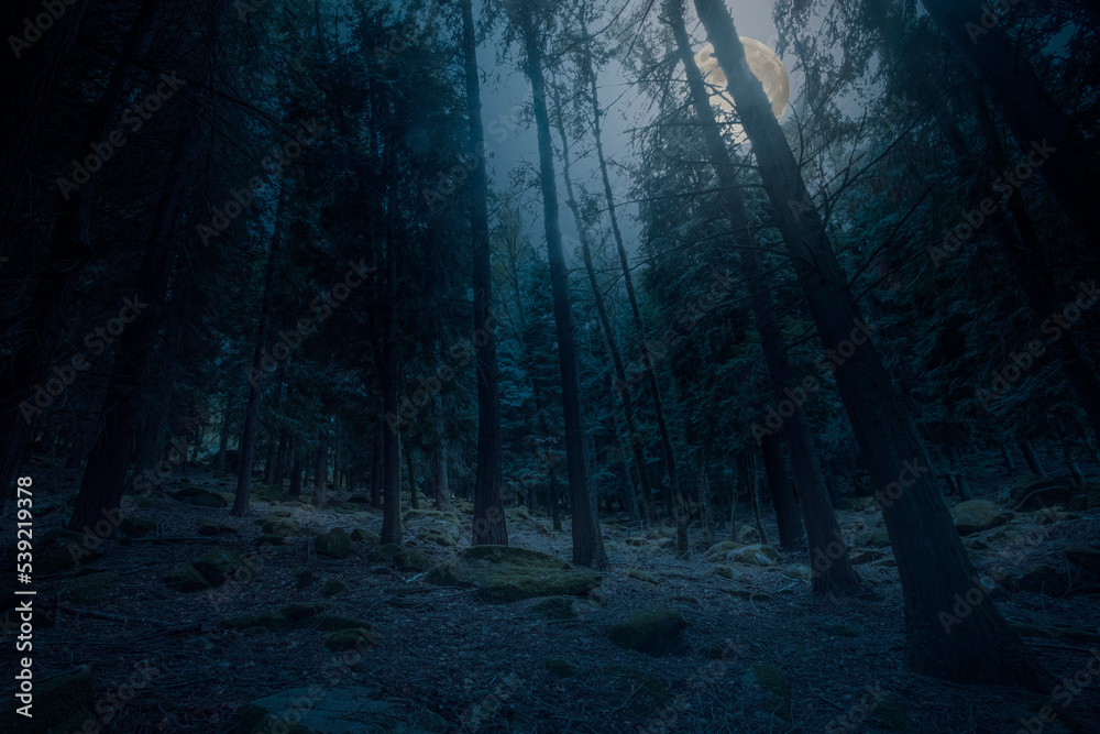 Rising full moon over woods