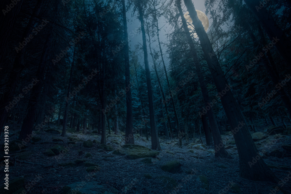Fototapeta premium Rising full moon over woods
