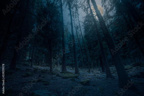 Rising full moon over woods