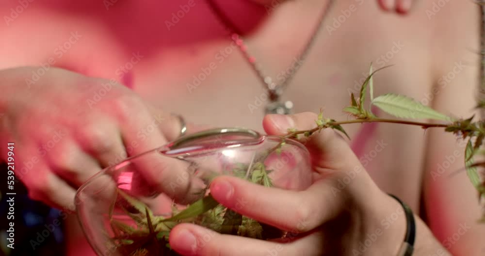 Close-up of hands with scissors cutting raw CBD cannabis material. He puts the plant in a glass dish. Accumulation of inflorescences.