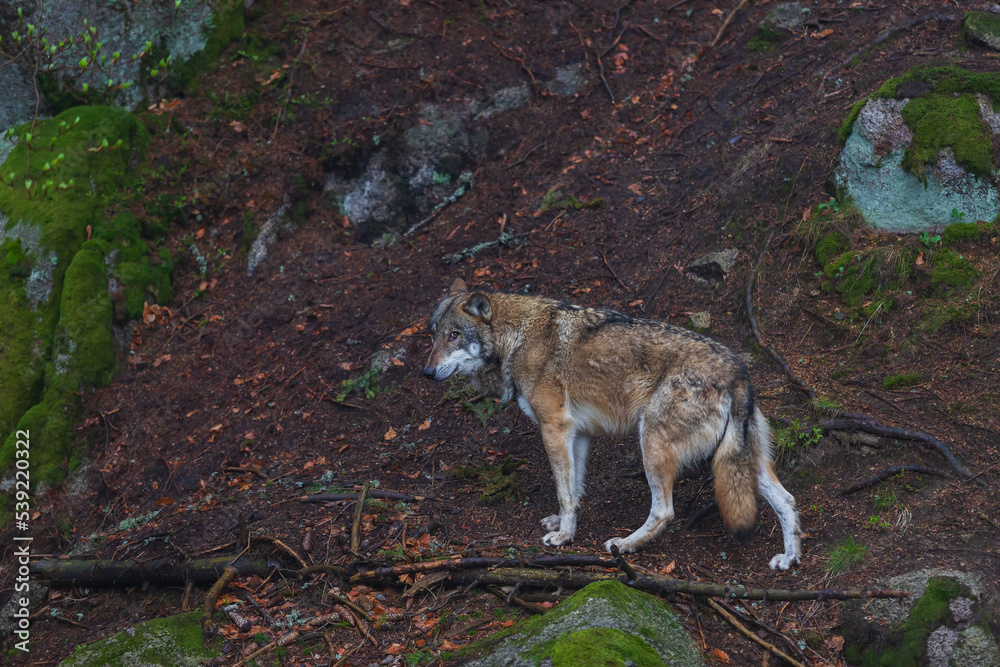 Wolf - Canis lupus in the deep forest on the rock. Wolf - Canis lupus in the deep forest on the rock.