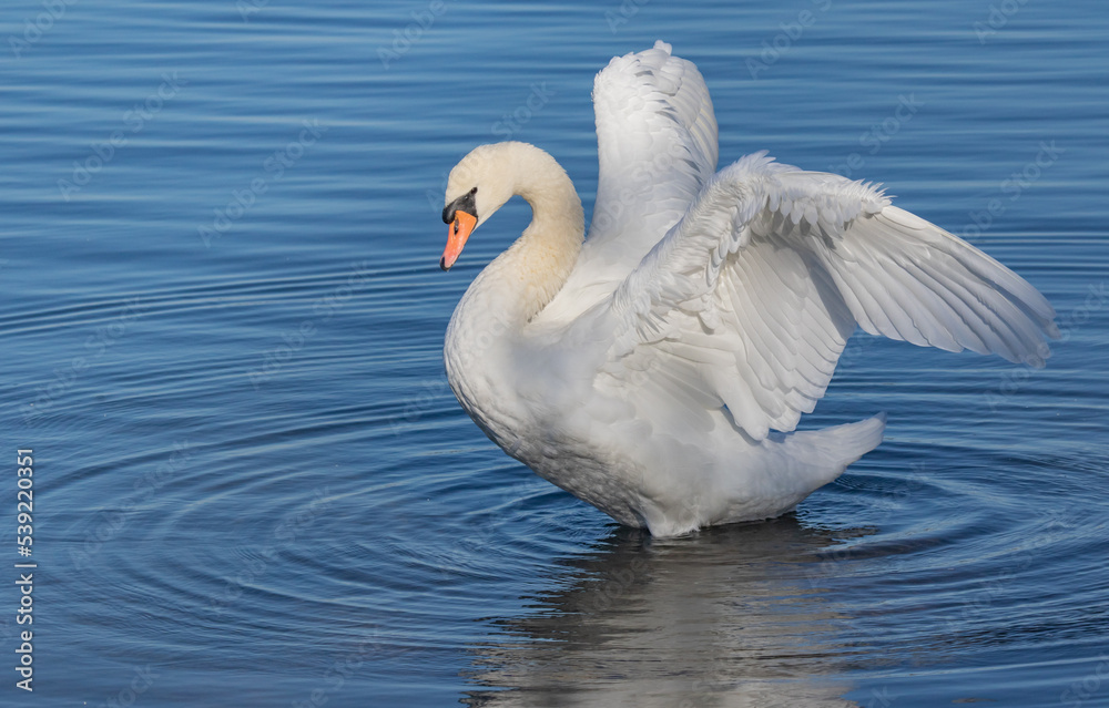 Naklejka premium Mute swan on sunny shore
