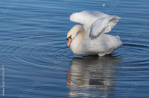 Fototapeta Naklejka Na Ścianę i Meble -  Mute swan on sunny shore