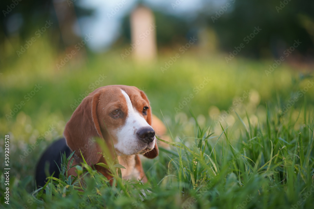 A cute beagle dog lay down on the grass field under the evening sun light .