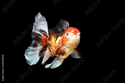 Wallpaper Mural goldfish isolated on a dark black background	 Torontodigital.ca