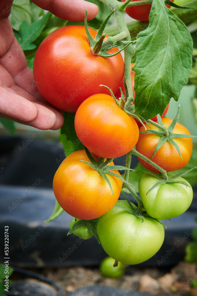 Red and green tomatoes grow on twigs. Harvesting of ripe tomatoes. Organic food farming and agriculture concept. Close up view with shallow depth of field.