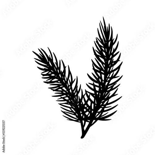Black silhouettes pine branches on white background. Isolated vector elements for banner  poster or package decoration.