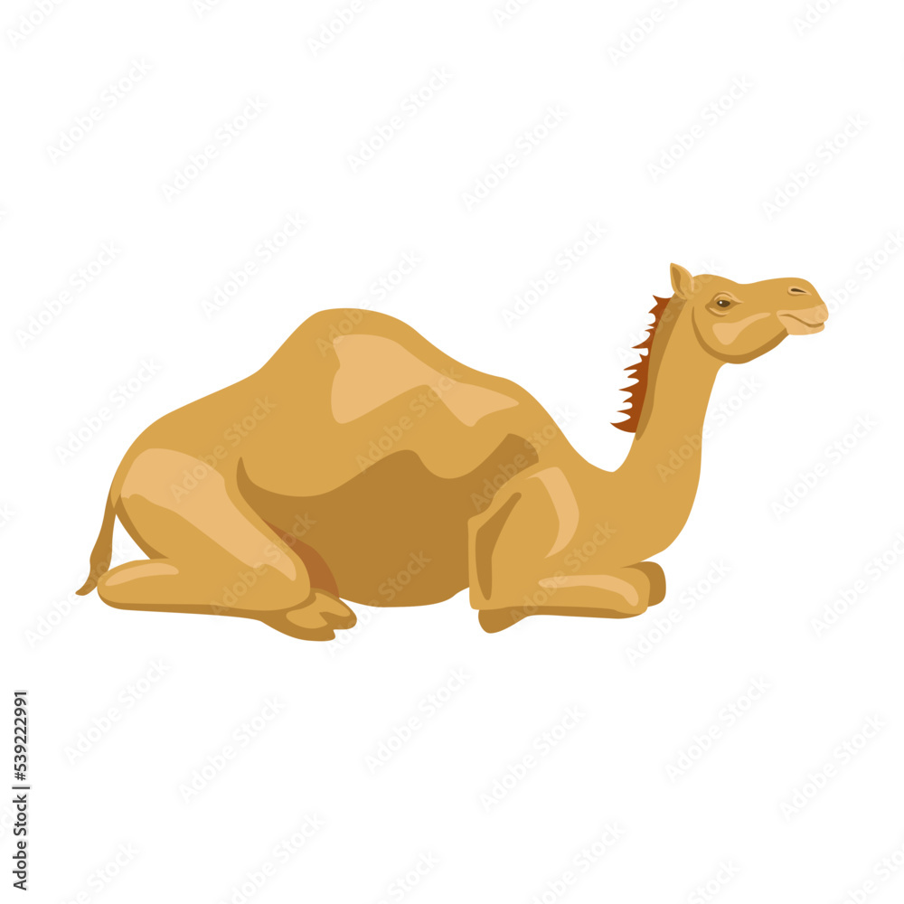 Camel sideways illustration. Cartoon collection of wild animals with humps,  caravan of dromedary in desert isolated in white background. Africa,  tourism concept for poster Stock Vector | Adobe Stock
