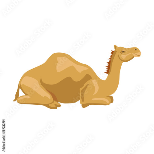 Camel sideways illustration. Cartoon collection of wild animals with humps  caravan of dromedary in desert isolated in white background. Africa  tourism concept for poster