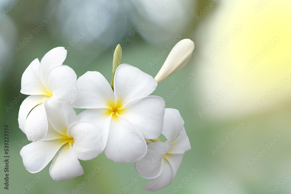 Obraz premium Plumeria, white. Commonly known as plumeria, Frangipani, Temple tree. The flowers are fragrant and are medicinal herbs used in combination with betel nut. It is used as a remedy for fever and malaria