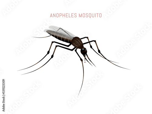  Anopheles mosquitoes. Insect pest. Blood sucking insects. 