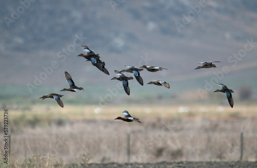 Cinnamon teals in flight over a marshland in Southern California