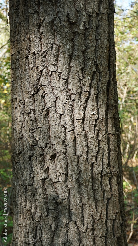 Wood texture, trunk cut, tree bark