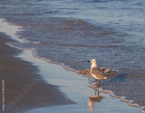 Seagull at Sundown