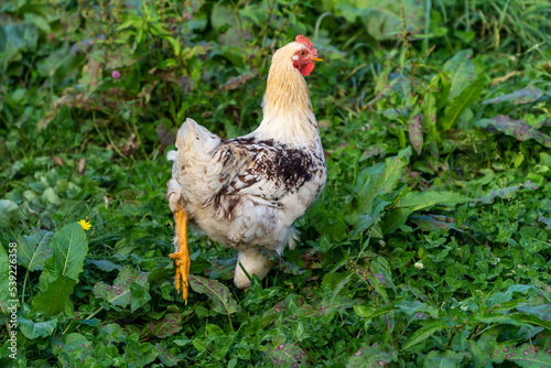 Hen walking and eating on a farm in the village