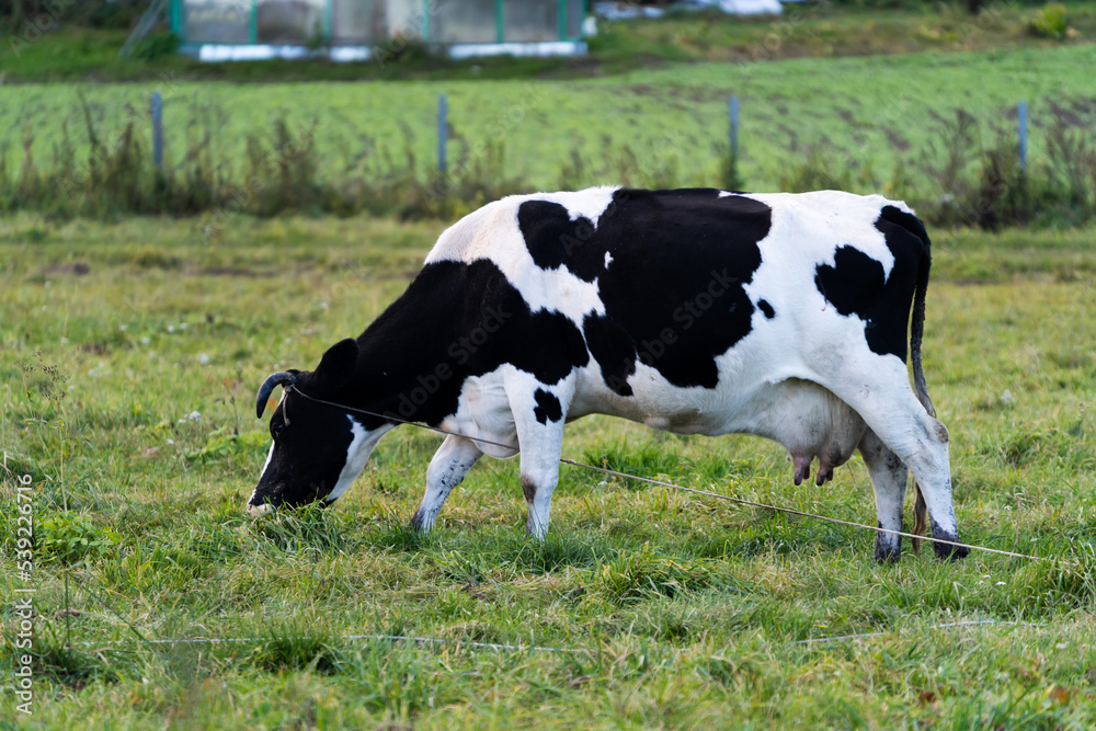 Black and white domestic cow grazing in the meadow in the village Black and white domestic cow grazing in the meadow in the village
