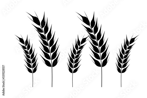 Wheat icon. Collection of wheat spikelets. Agricultural symbol, flour production. Vector silhouettes of wheat. Illustration on a white background.