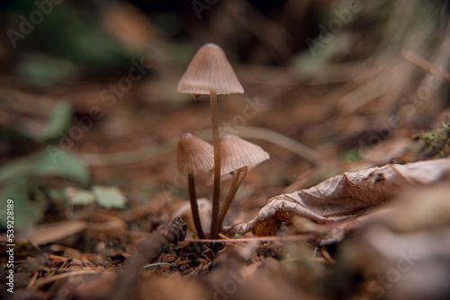 toadstools on green moss on a light natural background. pagan wiccan, slavic traditions. Witchcraft, esoteric spiritual ritual