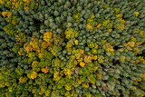 Top down view of autumn forest, drone view from above of trees in fall season. Natural background