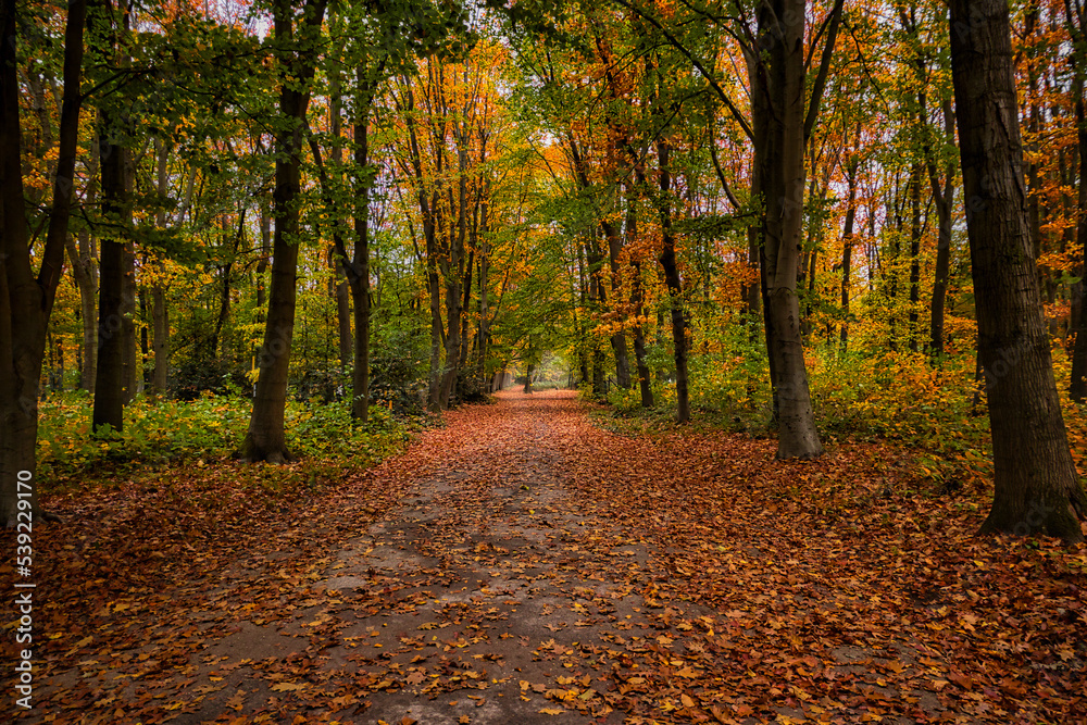 Autumn hiking trail on a cloudy day Autumn hiking trail on a cloudy day