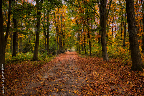 Autumn hiking trail on a cloudy day