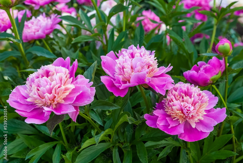 Pink peony flowers close up on a background of leaves in summer Pink peony flowers close up on a background of leaves in summer