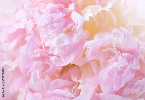 Beautiful aromatic fresh blossoming tender pink peonies texture  close up view.