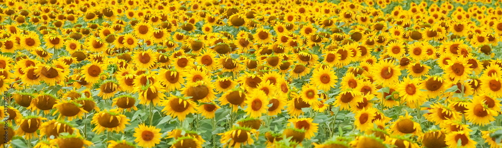Field of yellow flowers Sunflower in summer Field of yellow flowers Sunflower in summer