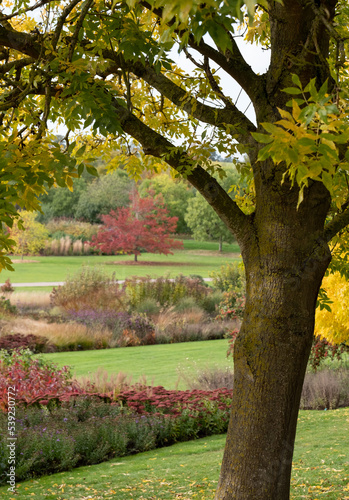 Fototapeta Naklejka Na Ścianę i Meble -  View of the Essex countryside in autumn, photographed at a garden near Chelmsford, Essex UK with a tree trunk in the foreground framing a maple tree with red leaves.